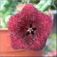 Huernia saudi-arabica 1